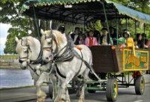 Stanley Park Horse Drawn Carriage Tour